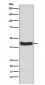 Anti-ERK1 MAPK3 Rabbit Monoclonal Antibody